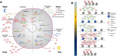 The Clock Takes Shape—24 h Dynamics in Genome Topology